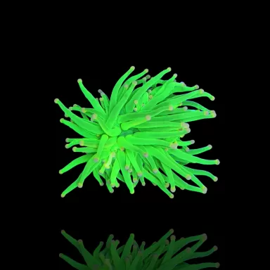 Kaufen Sie Euphyllia Glabrescens Ultra Pack | Coralandfishstore.nl