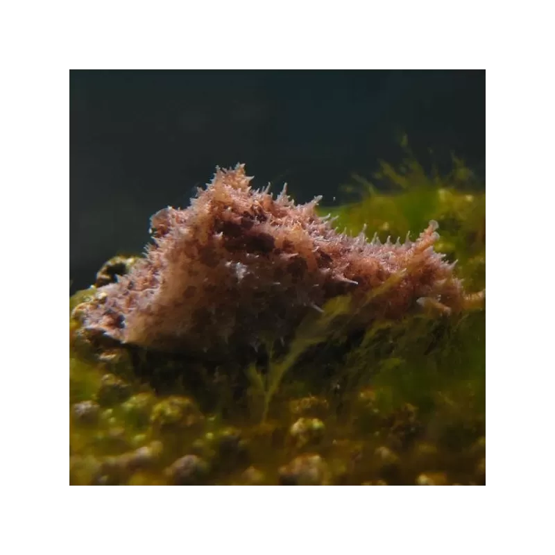 Dolabella Auricularia Dolabella Auricularia