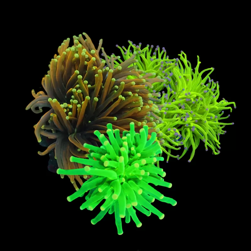 Kaufen Sie Euphyllia Super Sale Pack | Coralandfishstore.nl