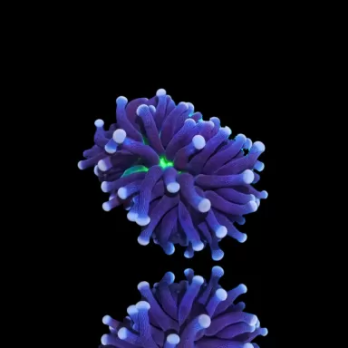 Euphyllia Cristata Joker kaufen | Coralandfishstore.nl