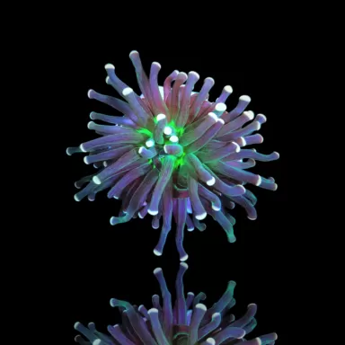 Euphyllia Cristata Joker kaufen | Coralandfishstore.nl