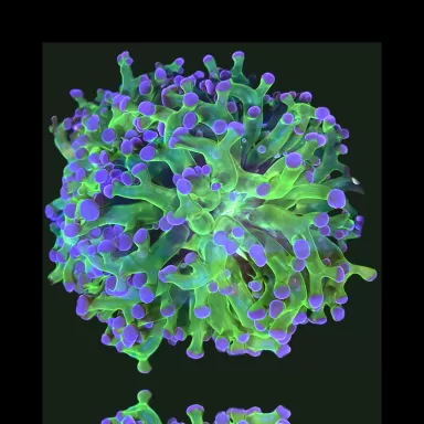 Kaufen Sie Euphyllia Divisa Orange | Coralandfishstore.nl