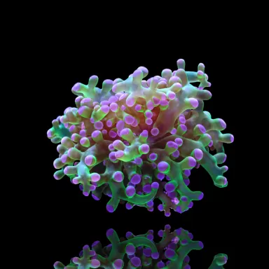 Euphyllia paradivisa Groen met  purple tips