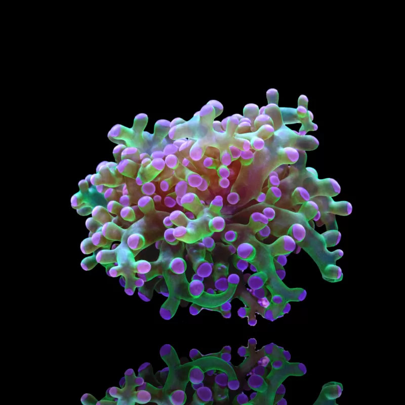 Euphyllia paradivisa Pack (3 kleuren) kopen | Coralandfishstore.nl Euphyllia paradivisa Pack (3 kleuren) kopen | Coralandfishstore.nl