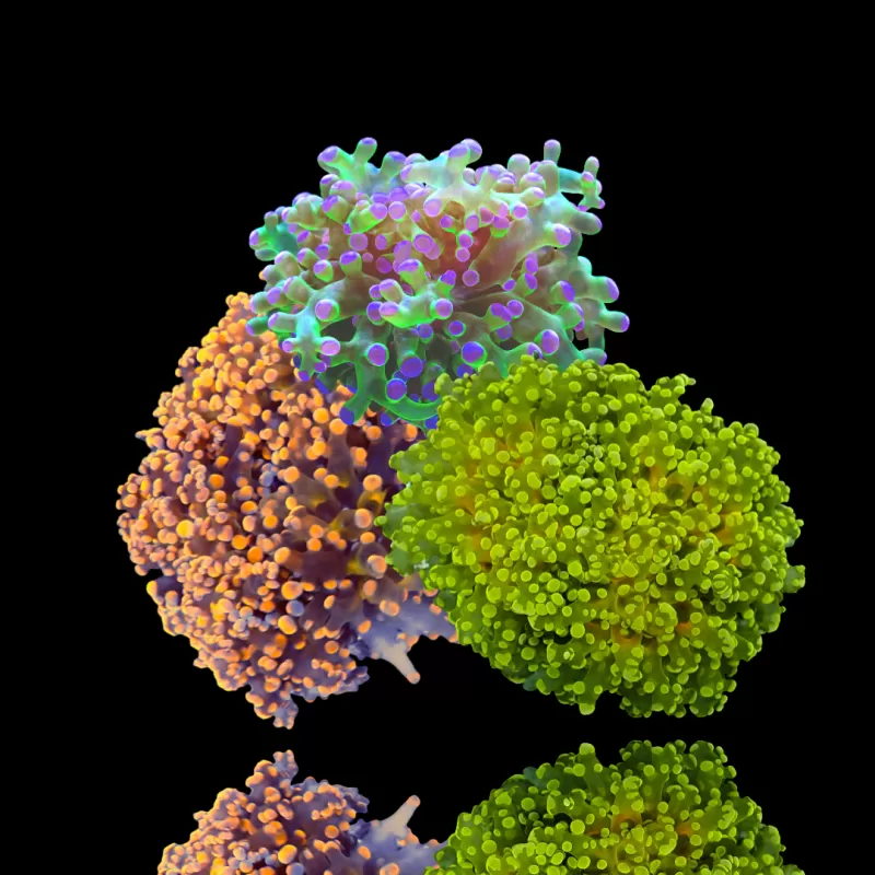 Kaufen Sie Euphyllia Glabrescens Ultra Pack | Coralandfishstore.nl Kaufen Sie Euphyllia Glabrescens Ultra Pack | Coralandfishstore.nl