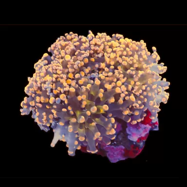 Kaufen Sie Euphyllia Glabrescens Ultra Pack | Coralandfishstore.nl