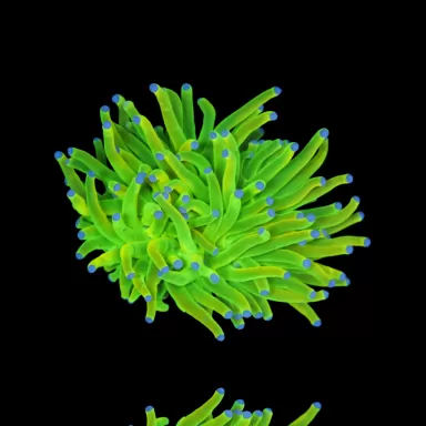 Kaufen Sie Euphyllia Glabrescens Holy Grail | Coralandfishstore.nl