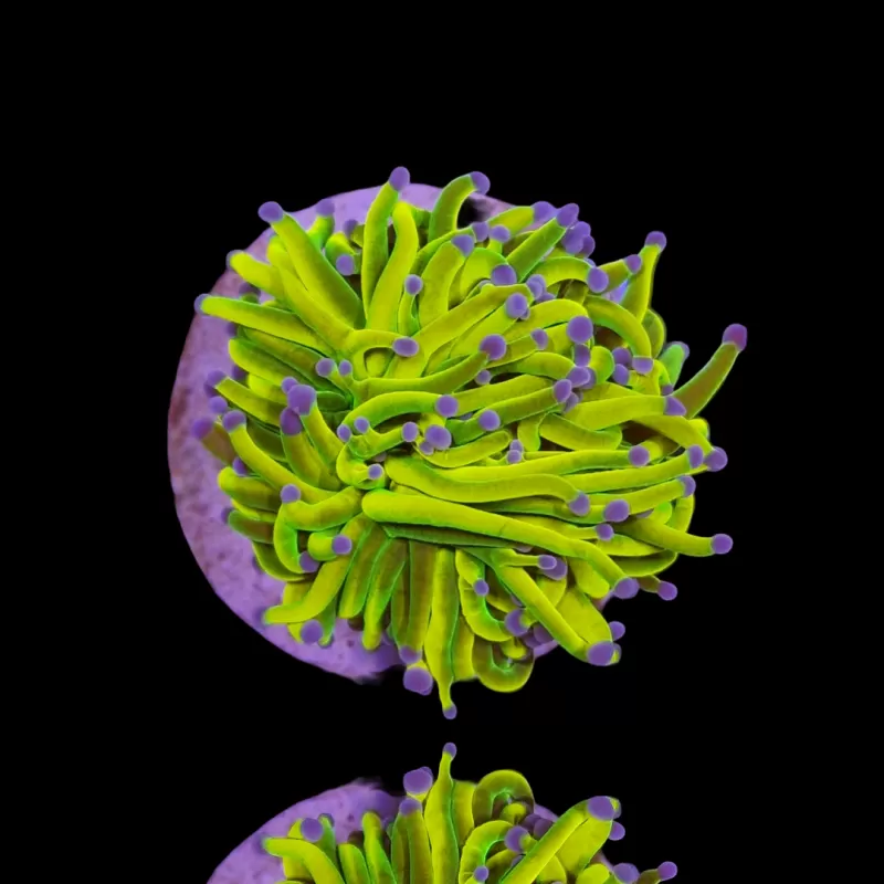 Achetez Euphyllia Glabrescens Holy Grail | Coralandfishstore.nl Achetez Euphyllia Glabrescens Holy Grail | Coralandfishstore.nl