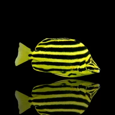 Möchten Sie Microcanthus strigatus kaufen? | Coralandfishstore.nl