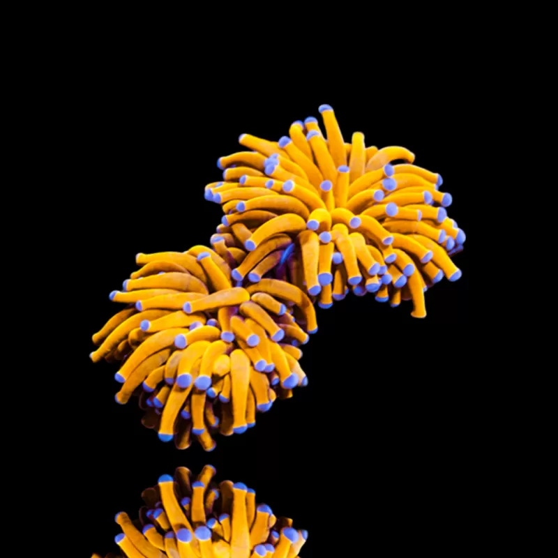 Kaufen Sie Euphyllia Glabrescens 24K Ultra Orange | Coralandfishstore.nl Kaufen Sie Euphyllia Glabrescens 24K Ultra Orange | Coralandfishstore.nl