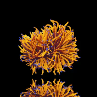 Achetez Euphyllia Glabrescens 24K Ultra Orange | Coralandfishstore.nl