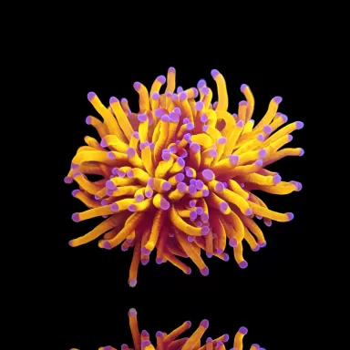 Achetez Euphyllia Glabrescens 24K Ultra Orange | Coralandfishstore.nl