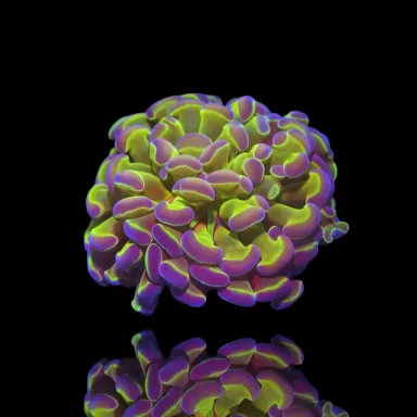 Euphyllia Paraancora Holograms kopen | Coralandfishstore.nl