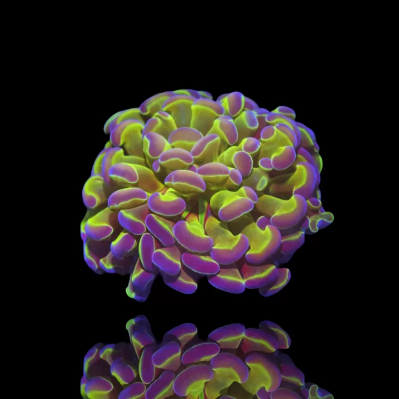 Euphyllia Paraancora Holograms