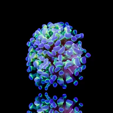 Euphyllia Paraancora Holograms kopen | Coralandfishstore.nl