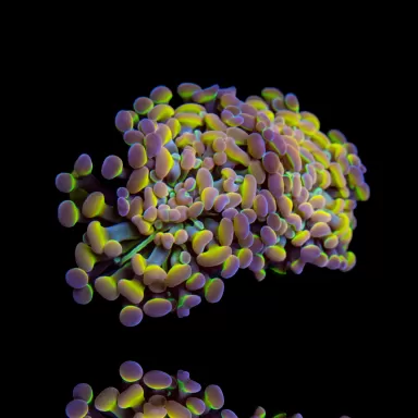 Kaufen Sie Euphyllia Paraancora Hologramme | Coralandfishstore.nl