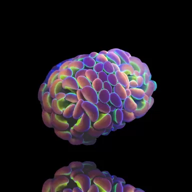 Kaufen Sie Euphyllia Paraancora Hologramme | Coralandfishstore.nl