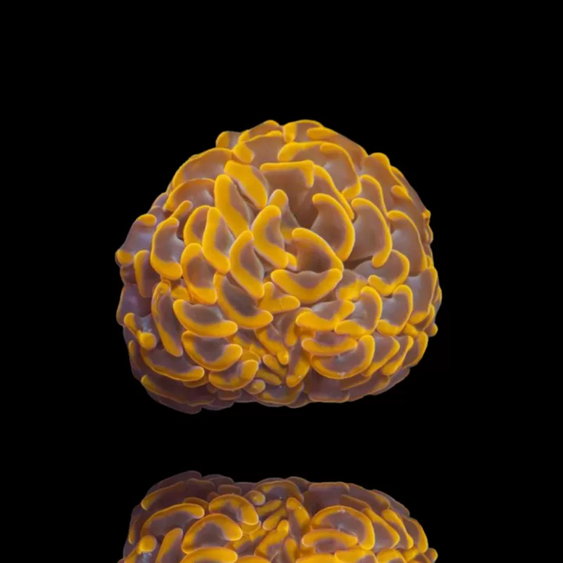 Kaufen Sie Euphyllia paraancora Ultra Orange | Coralandfishstore.nl Kaufen Sie Euphyllia paraancora Ultra Orange | Coralandfishstore.nl