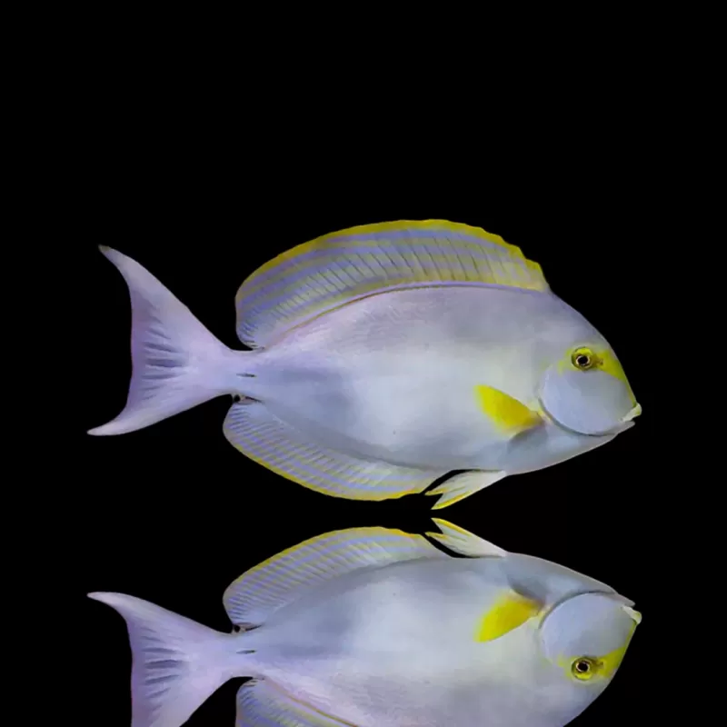 Acanthurus Xanthopterus | Coralandfishstore.nl Acanthurus Xanthopterus | Coralandfishstore.nl