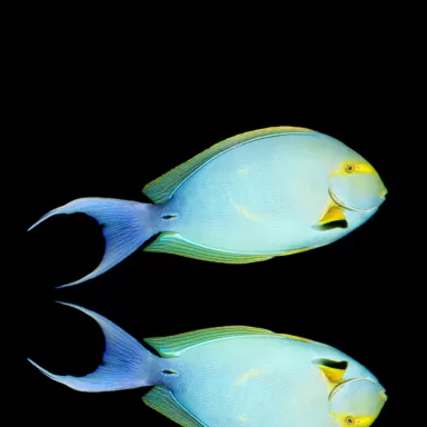 Möchten Sie Acanthurus Xanthopterus kaufen?| Coralandfishstore.nl