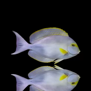Möchten Sie Acanthurus Xanthopterus kaufen?| Coralandfishstore.nl