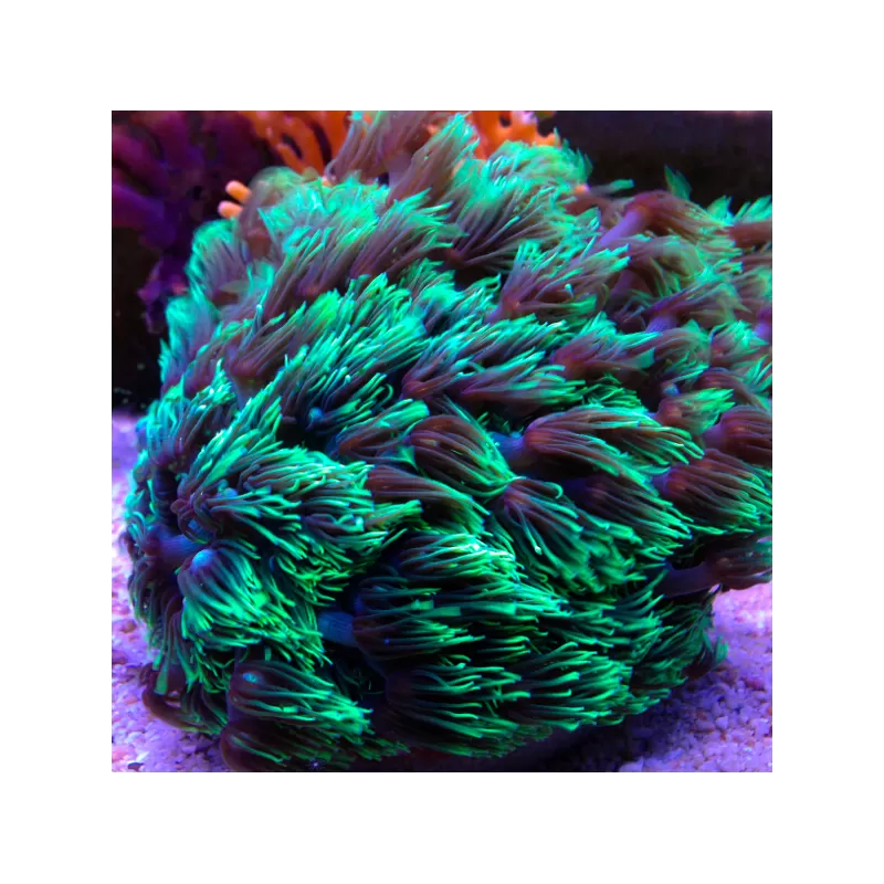 Goniopora Stokesi Ultra Green - Golf Ball kopen | Coralandfishstore.nl