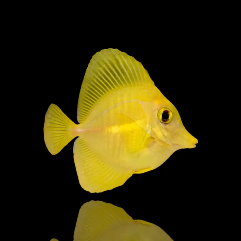 Kaufen Zebrasoma Flavescens (Nachkommen) | Coralandfishstore.nl Kaufen Zebrasoma Flavescens (Nachkommen) | Coralandfishstore.nl