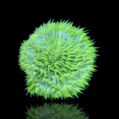 Fungia Ultra Green kaufen? | Coralandfishstore.nl