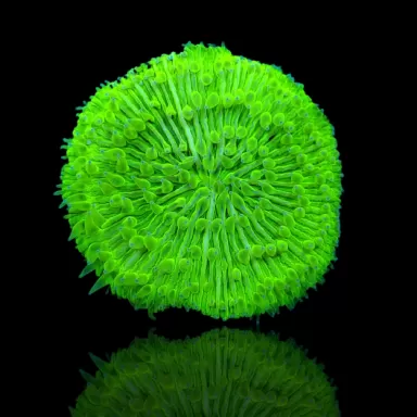 Fungia Ultra Green kaufen? | Coralandfishstore.nl