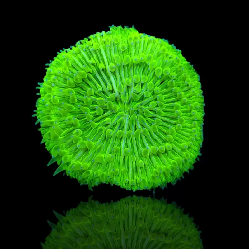 Acheter Fungia Ultra Green ? | Coralandfishstore.nl Acheter Fungia Ultra Green ? | Coralandfishstore.nl