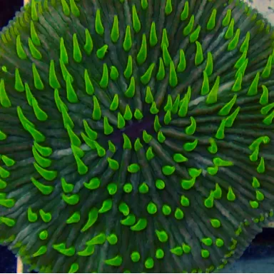 Acheter Fungia Sp Green ? | Coralandfishstore.nl
