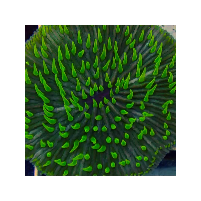 Acheter Fungia Sp Green ? | Coralandfishstore.nl Acheter Fungia Sp Green ? | Coralandfishstore.nl