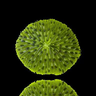 Fungia Sp Green kaufen? | Coralandfishstore.nl