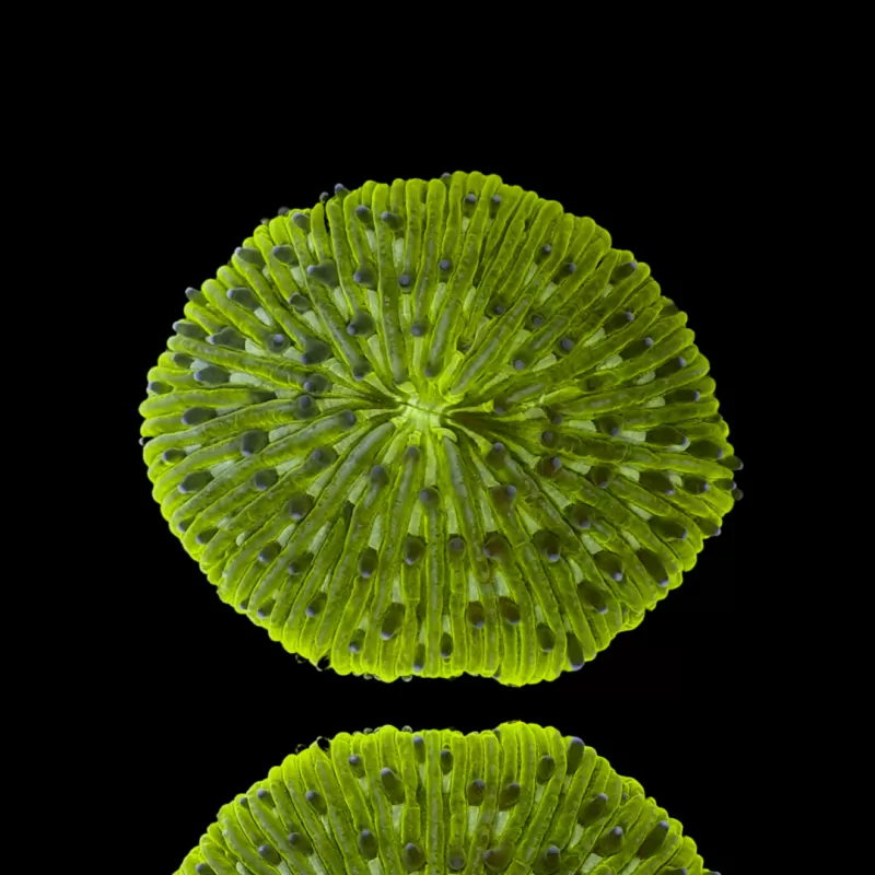 Fungia Sp Green kaufen? | Coralandfishstore.nl Fungia Sp Green kaufen? | Coralandfishstore.nl