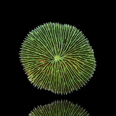 Acheter Fungia Sp Green ? | Coralandfishstore.nl