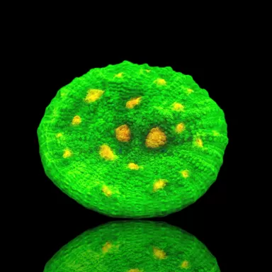 Mycedium chalice space invders  kopen? | Coralandfishstore.nl