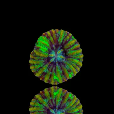 Scolymia WA Mini Green kaufen? | Coralandfishstore.nl