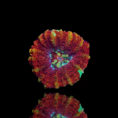 Acheter Scolymia WA Mini Ultra | Coralandfishstore.nl