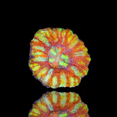 Acheter Scolymia WA Mini Ultra | Coralandfishstore.nl