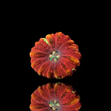Scolymia WA Mini Ultra kaufen | Coralandfishstore.nl Scolymia WA Mini Ultra kaufen | Coralandfishstore.nl