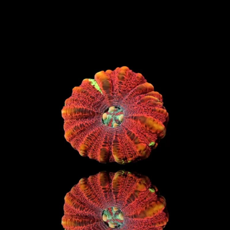 Scolymia WA Mini Ultra