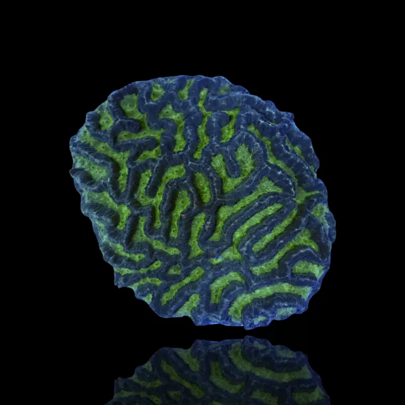 Platygyra sp Green kopen | Coralandfishstore.nl Platygyra sp Green kopen | Coralandfishstore.nl