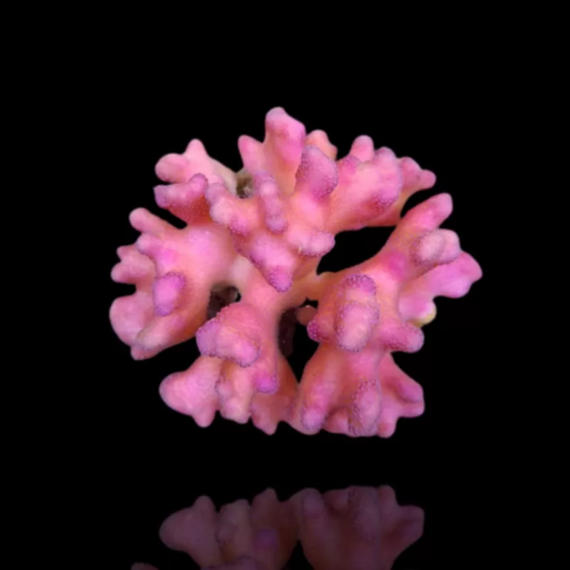 Möchten Sie Stylophora Pistillata Pink Tonga kaufen? | Corallandfishstore Möchten Sie Stylophora Pistillata Pink Tonga kaufen? | Corallandfishstore