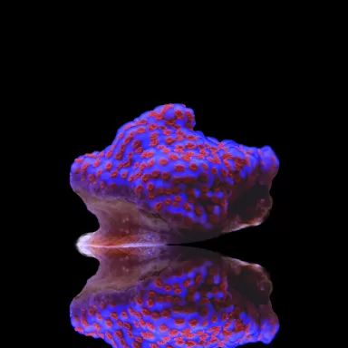 Montipora Superman kopen | Coralandfishstore.nl