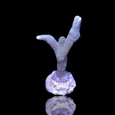 Montipora digitata silbergrün kaufen | Coralandfishstore.nl