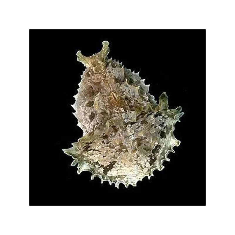 Dolabella Auricularia de zeehaas kopen? | Coralandfishstore.nl Dolabella Auricularia de zeehaas kopen? | Coralandfishstore.nl