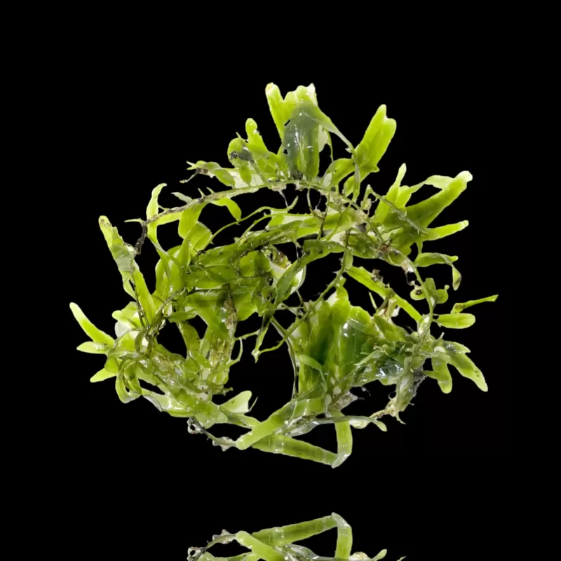 Caulerpa-Paket Caulerpa-Paket