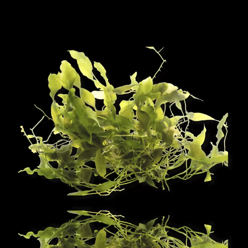 Caulerpa bundel Caulerpa bundel