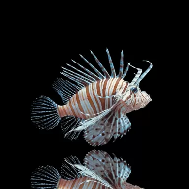 Pterois Volitans – Der große Rotfeuerfisch | Coralandfishstore.nl