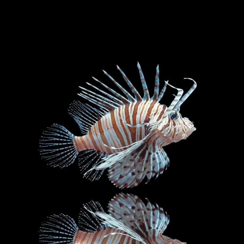 Pterois Volitans – Der große Rotfeuerfisch | Coralandfishstore.nl Pterois Volitans – Der große Rotfeuerfisch | Coralandfishstore.nl